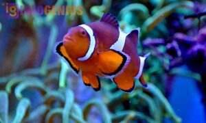 cute sea animals